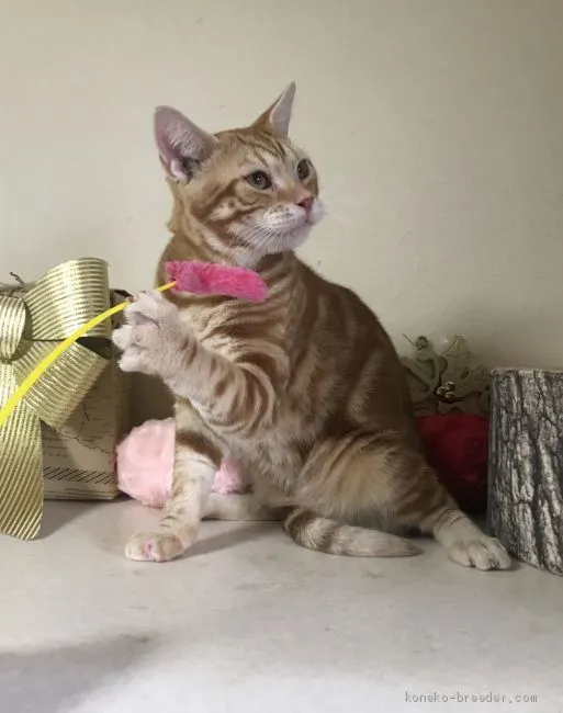 ID:1905-02233の子猫