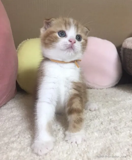 ID:1905-00966の子猫