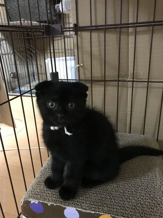 藤原博之 様のお迎えした子猫
