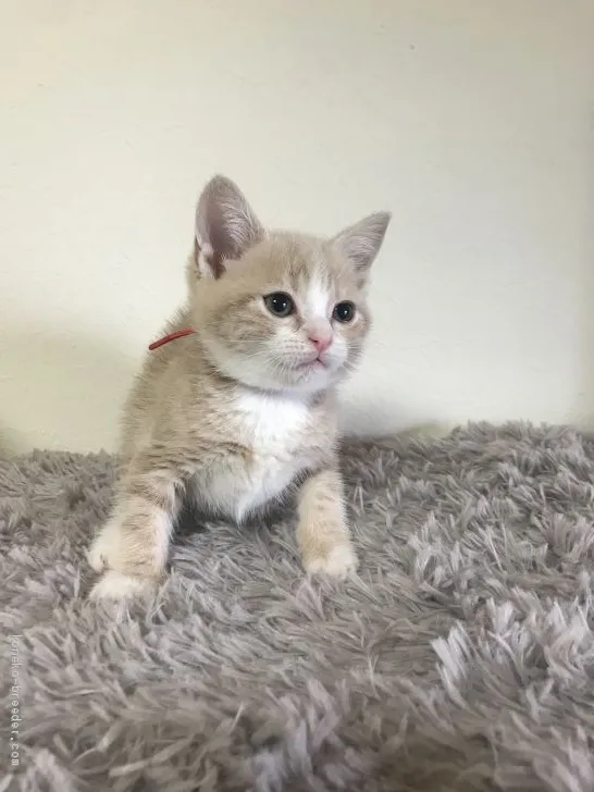 ID:2005-01378の子猫