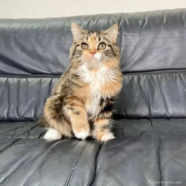 ID:2210-00514の子猫