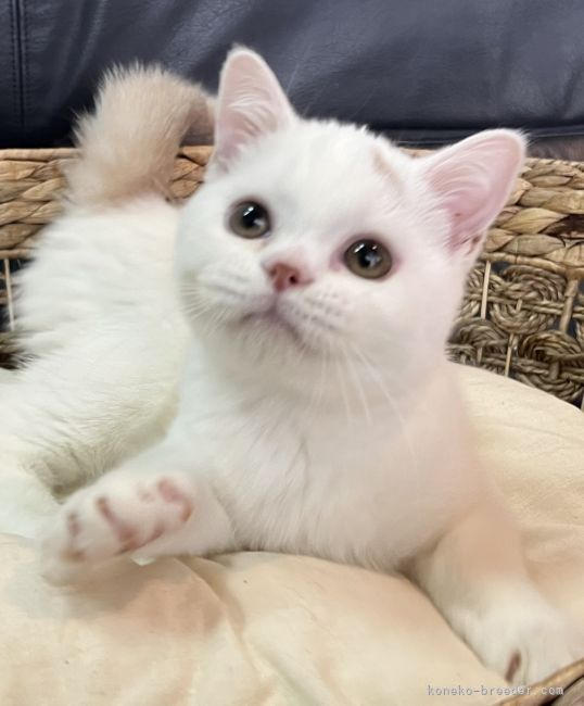 スコティッシュフォールド 立ち耳 徳島県 男の子 22年1月19日 クリーム ホワイト ワクチン マイクロチップ込み価格 みんなの子猫ブリーダー 子猫id 26