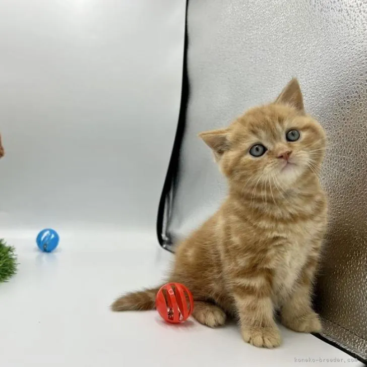 ID：2301-01492の子猫