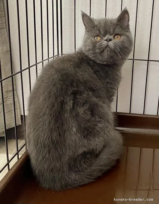 ID:2106-02700の子猫