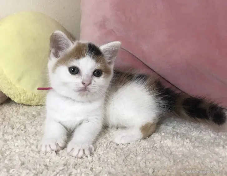ID:1906-00125の子猫