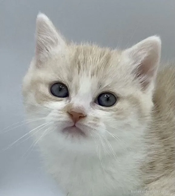 ID:2201-02151の子猫