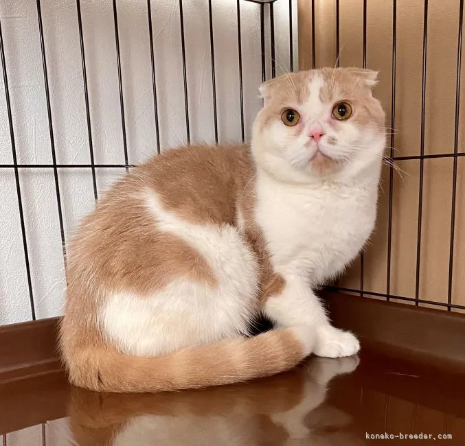 ID:2008-02148の子猫