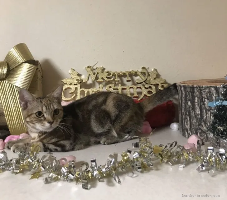 ID：1905-02231の子猫