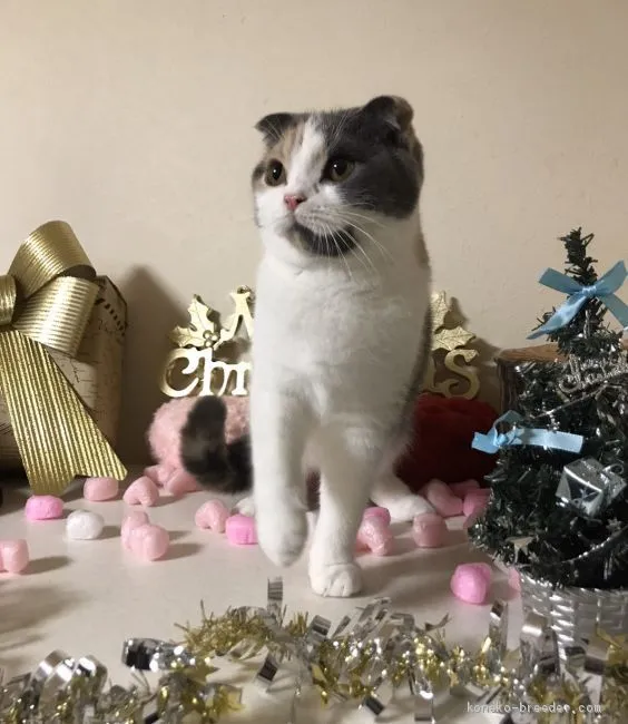 ID:1906-00123の子猫