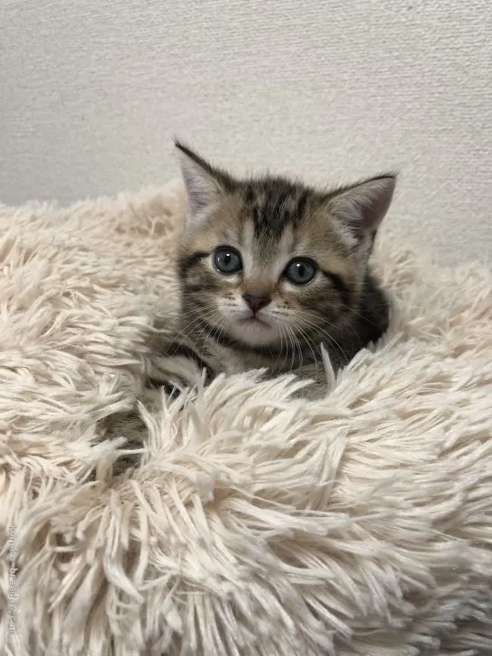 ID：2006-01448の子猫