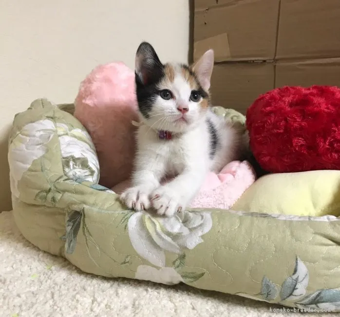 ID：1901-00523の子猫