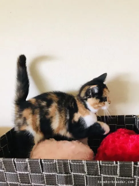 ID：1901-00511の子猫