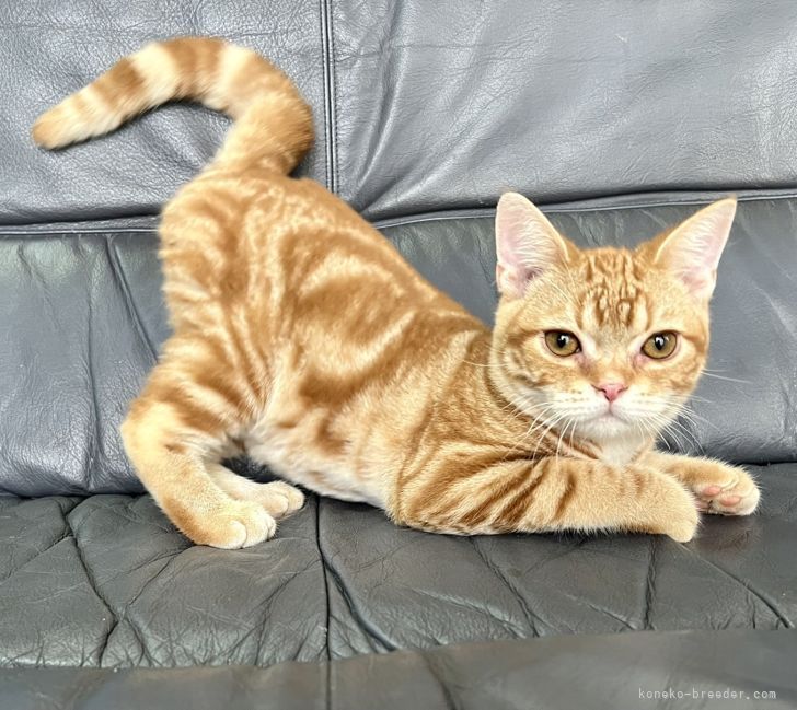 ペア猫(昭和レトロ)①　赤ピンク 新品 猫 笛入りラバードール レトロ 人形 Pink Cat squeak