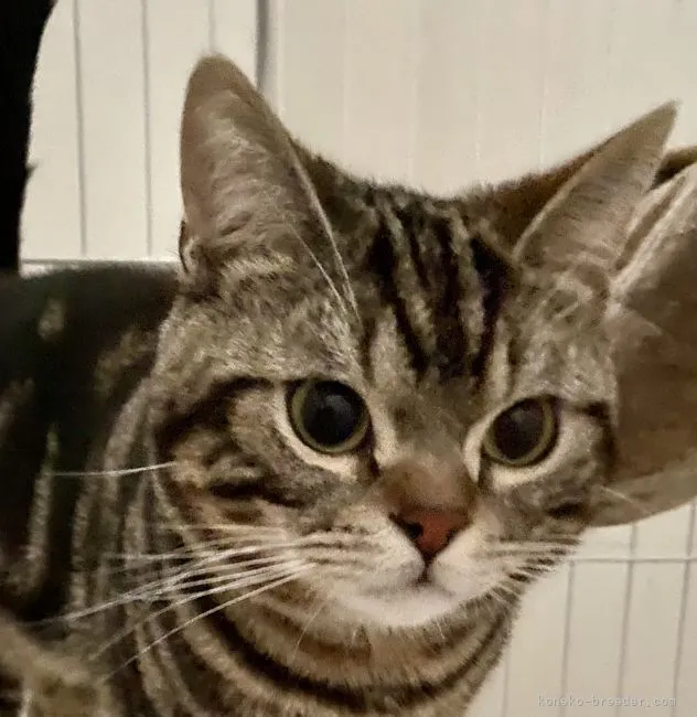 ID:2104-02507の子猫