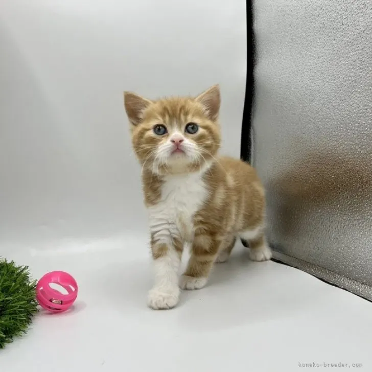 ID:2304-00397の子猫