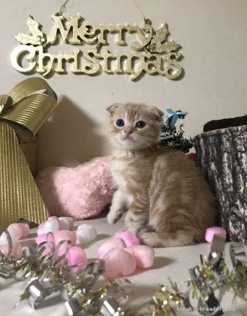 ID:1911-01083の子猫