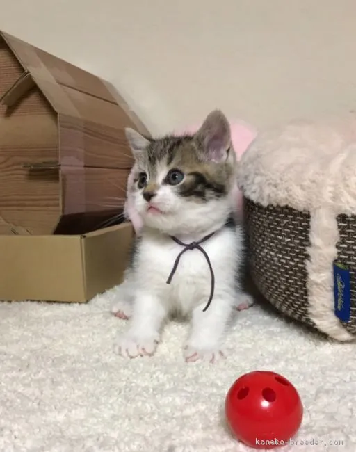 ID:1902-00564の子猫