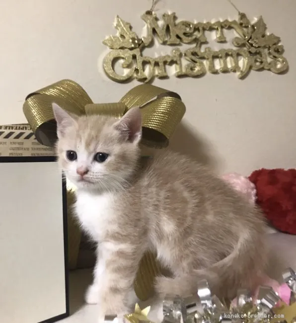 ID:1911-01088の子猫