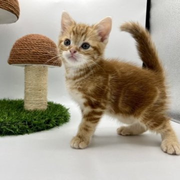 アメリカンショートヘア【徳島県・男の子・2023年9月16日・レッドタビー】の写真「ワクチン、マイクロチップ込み価格⭐️」