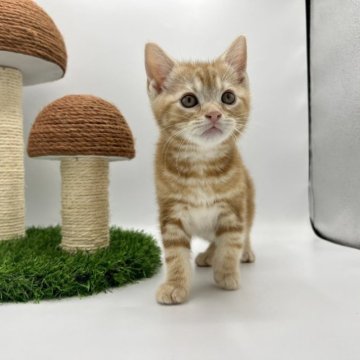 アメリカンショートヘア【徳島県・男の子・2023年3月3日・レッドタビー】の写真「ワクチン、マイクロチップ込み価格⭐️」