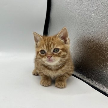 アメリカンショートヘア【徳島県・女の子・2023年11月8日・レッドタビー】の写真「ワクチン、マイクロチップ込み価格⭐️」