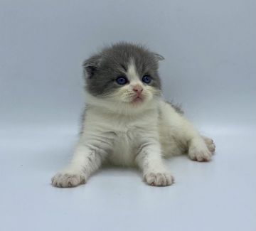 スコティッシュフォールド(折れ耳)【徳島県・男の子・2021年6月6日・ブルータビー&ホワイト（ショート）】の写真「懐っこい男の子♪」