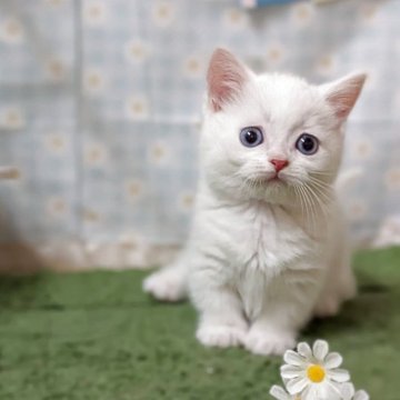 ミヌエット(短足)【徳島県・男の子・2025年4月2日・ホワイト（ショート）】の写真「ワクチン、マイクロチップ込み価格⭐️」