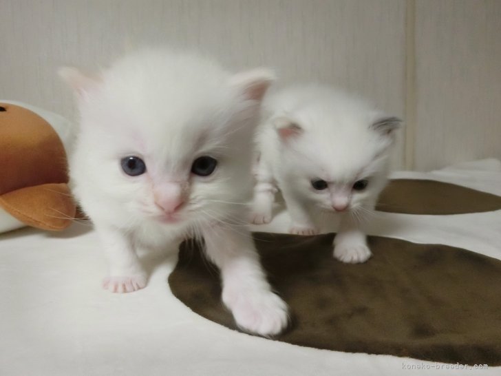 平田美根子ブリーダーのブログ 3月17日生まれの可愛い子猫達 22 4 13 みんなの子猫ブリーダー