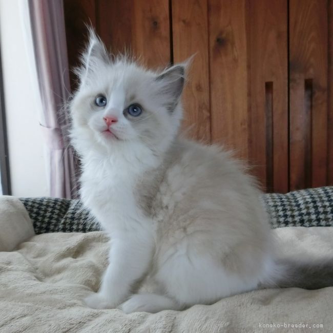 ID:1805-01284の子猫