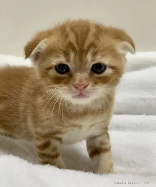 ID：2005-02564の子猫