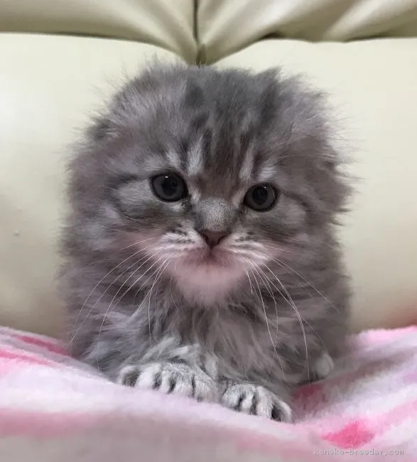 ID：1702-00260の子猫