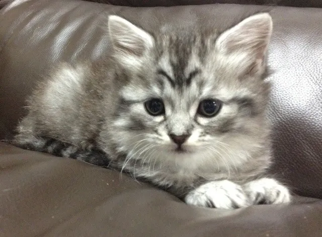 ID：1407-00108の子猫