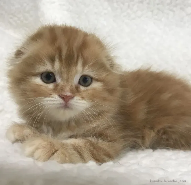 ID:1808-00230の子猫