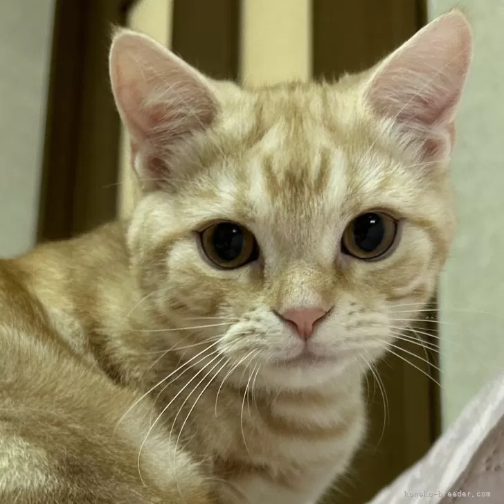 ID:2408-00063の子猫