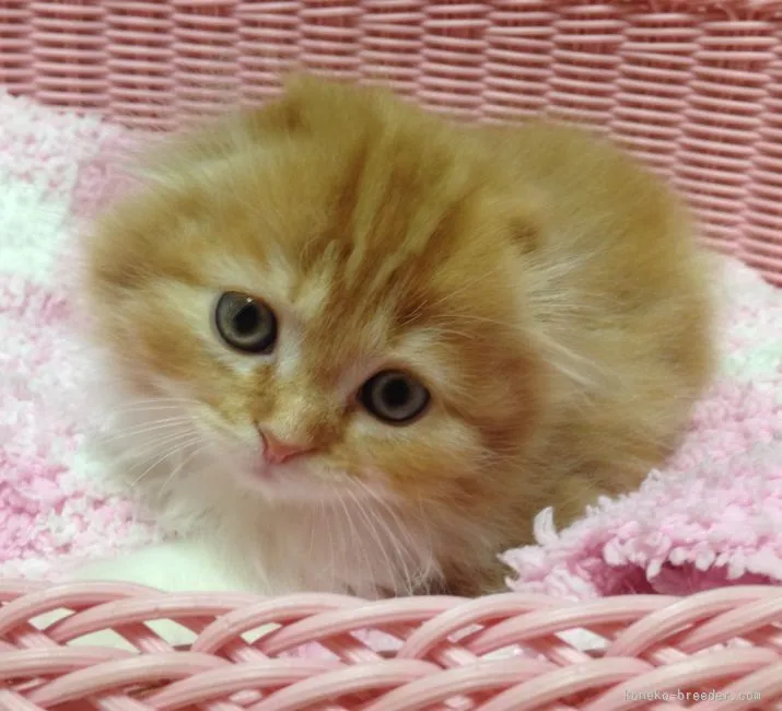 ID：1601-00147の子猫