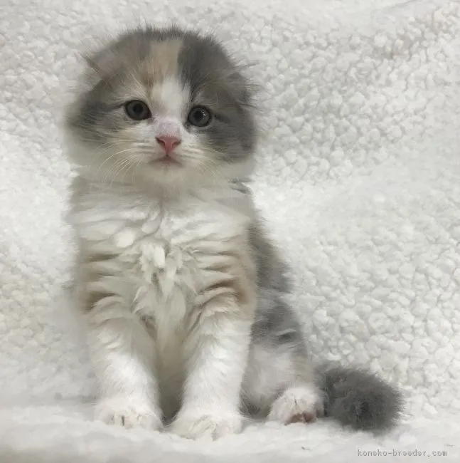 ID：1808-00231の子猫