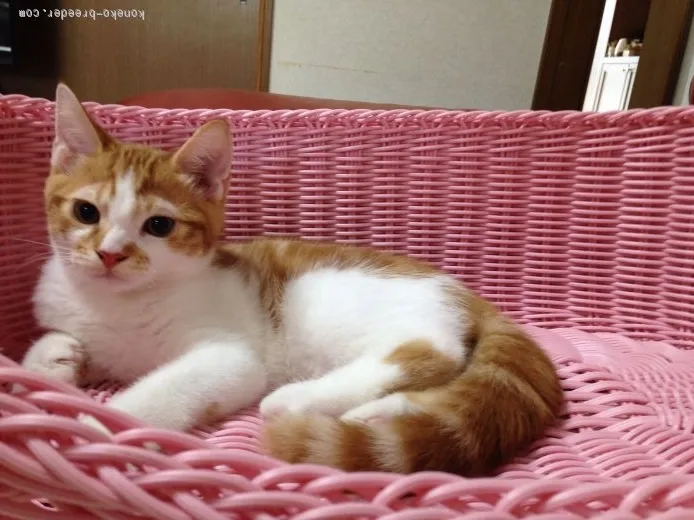 ID:1506-00221の子猫
