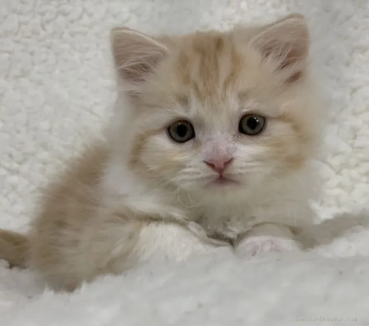 ID:2002-00760の子猫