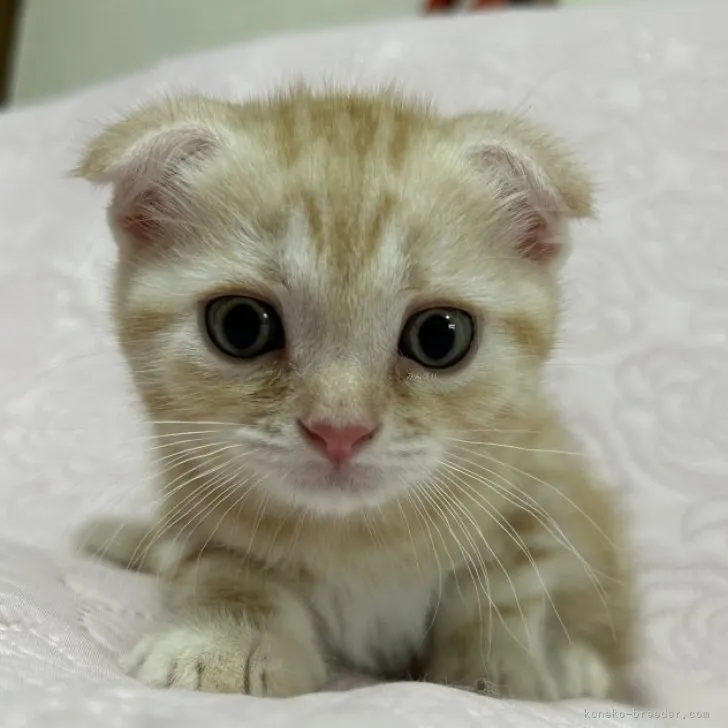 ID：2308-00852の子猫