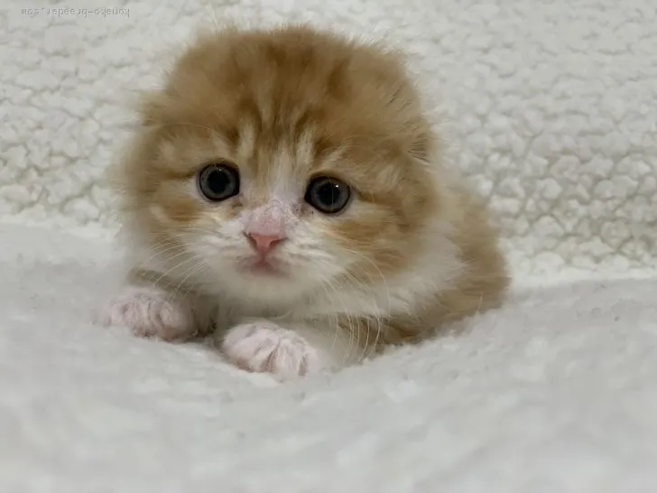 ID：2002-00752の子猫