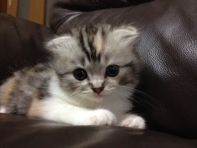 ID：1407-00350の子猫