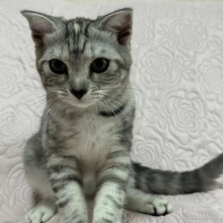 ID:2406-03197の子猫