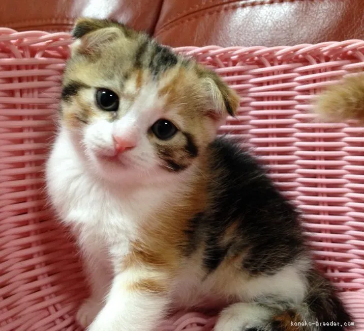 ID：1606-00657の子猫