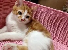 スコティッシュフォールド【大阪府・男の子・2015年5月11日・】の写真2「綺麗なお顔です(=^x^=)」