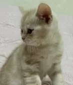 スコティッシュフォールド(立ち耳)【大阪府・男の子・2024年12月29日・カメオタビー】の写真10