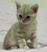 スコティッシュフォールド(立ち耳)【大阪府・男の子・2024年12月29日・カメオタビー】の写真11