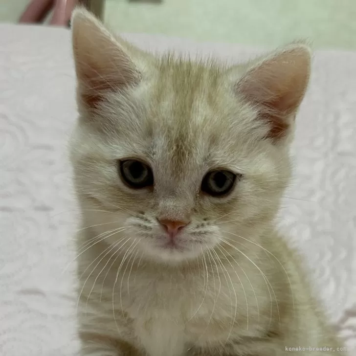 みいこ 様のお迎えした子猫