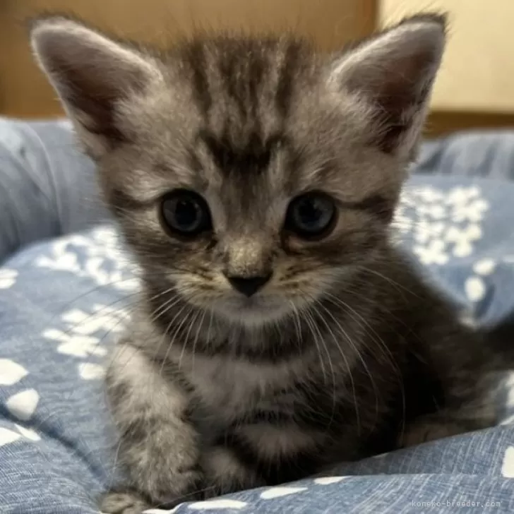 yuna 様のお迎えした子猫