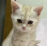 スコティッシュフォールド(立ち耳)【大阪府・男の子・2024年12月29日・カメオタビー】の写真2「毛色も明るくて綺麗ですよ」