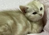 スコティッシュフォールド(立ち耳)【大阪府・男の子・2024年12月29日・カメオタビー】の写真3「まったりしてます♡」